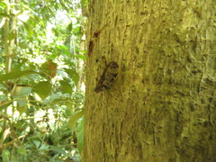 Nogodinidae