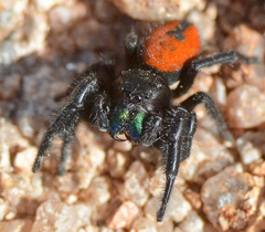 Phidippus ardens