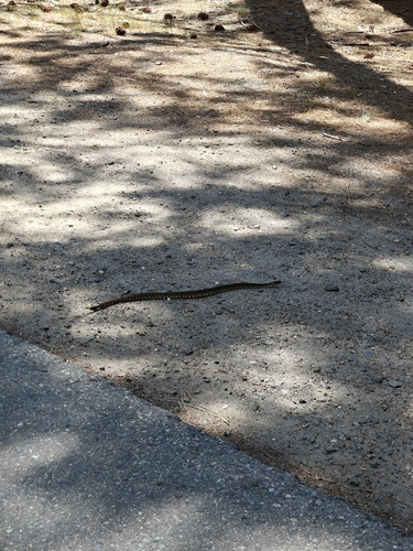 iNaturalist observation photo of Western Rattlesnake