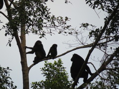 Macaca hecki