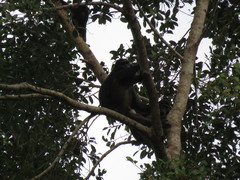 Macaca hecki