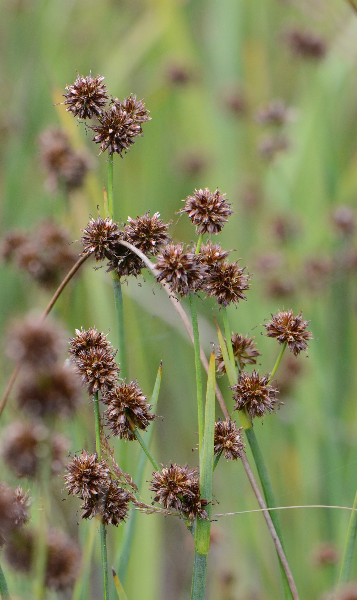 Juncus Brachycarpus