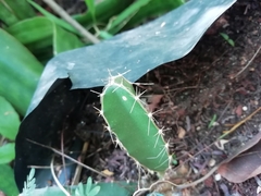 Acanthocereus