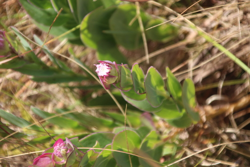 White Fluffbush (Lopholaena disticha)