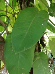 Epipremnum
