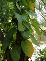 Epipremnum