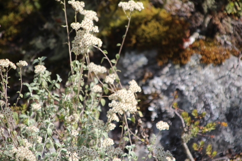 Curry Everlasting (Helichrysum mimetes)