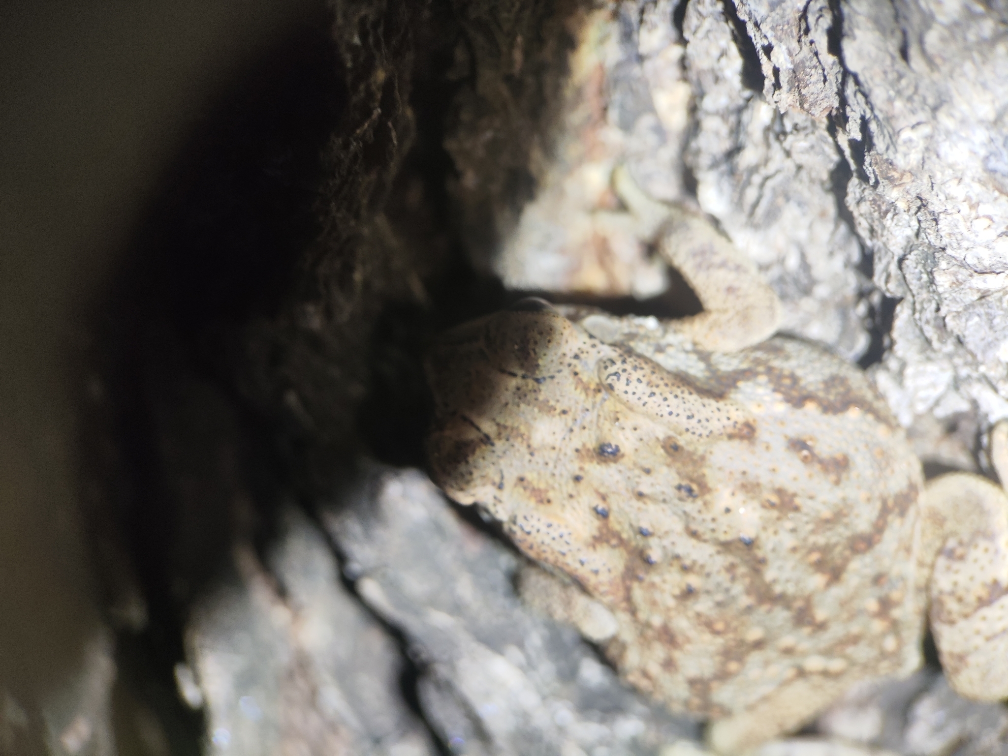 Indian Common True Toad