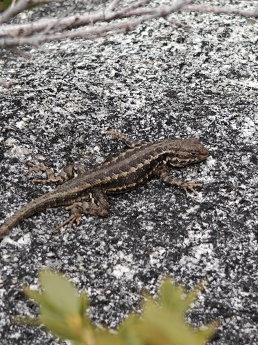 iNaturalist observation photo of Common Sagebrush Lizard