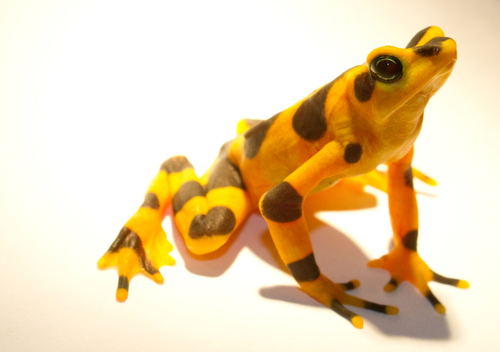 Variable Harlequin Frog (Atelopus varius) · iNaturalist Canada