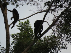 Macaca hecki