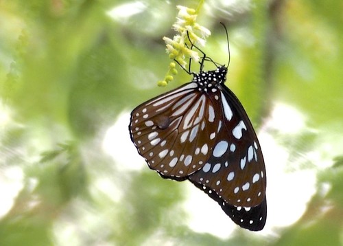 Blue Monarch