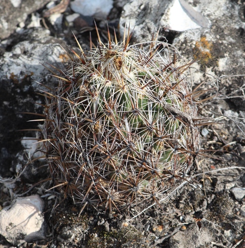 Coryphantha echinoidea