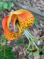 Lilium michauxii