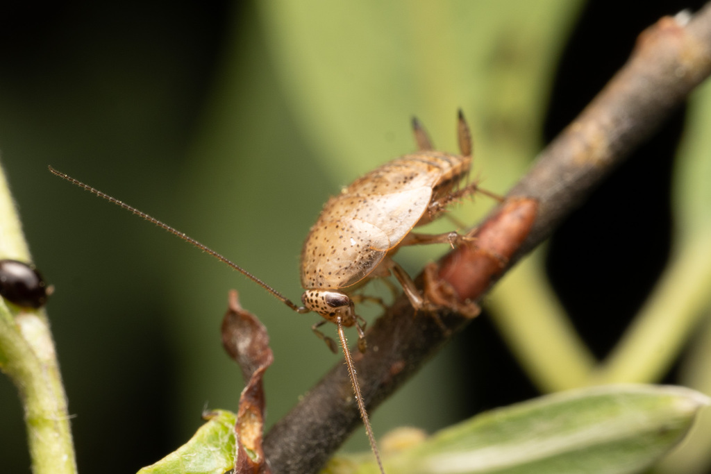 Tawny Cockroach