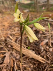 Uvularia puberula