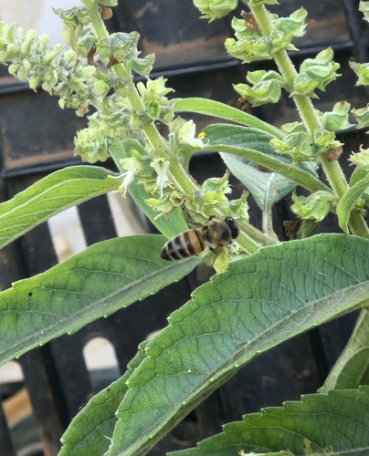 Western Honey Bee