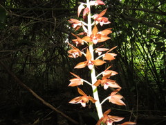 Eulophia zollingeri