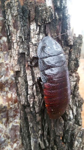 Tiger Hisser