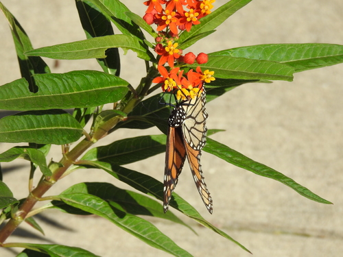 Monarch photographed in Ohio