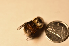 Bombus vagans bolsteri
