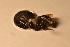 Bombus vagans bolsteri