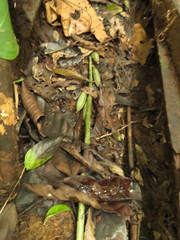 Eulophia zollingeri