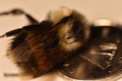 Bombus vagans bolsteri