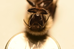 Bombus vagans bolsteri