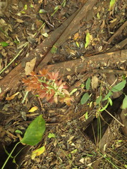 Eulophia zollingeri
