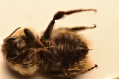 Bombus vagans bolsteri
