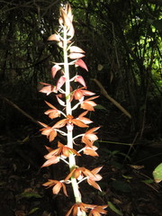 Eulophia zollingeri