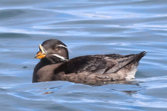 Rhinoceros Auklet photo 3