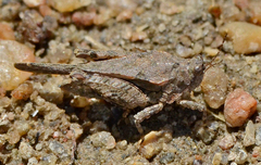 Paratettix cucullatus