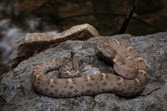Crotalus willardi obscurus