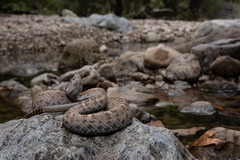 Crotalus willardi obscurus