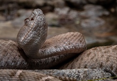 Crotalus willardi obscurus