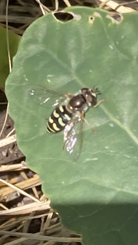 Unknown species found near Lake County, US-MT, US