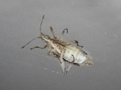 Harmostes fraterculus