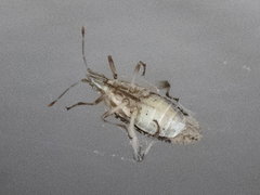 Harmostes fraterculus