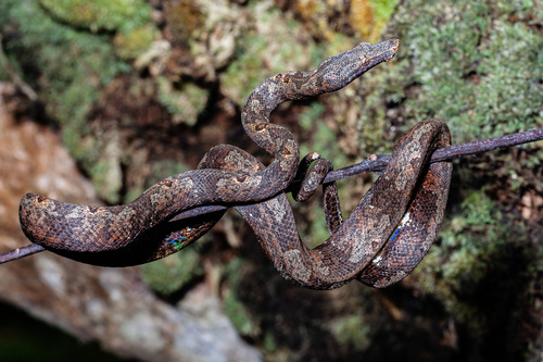 Photo of a Pacific Boa (carinata) (Candoia carinata)