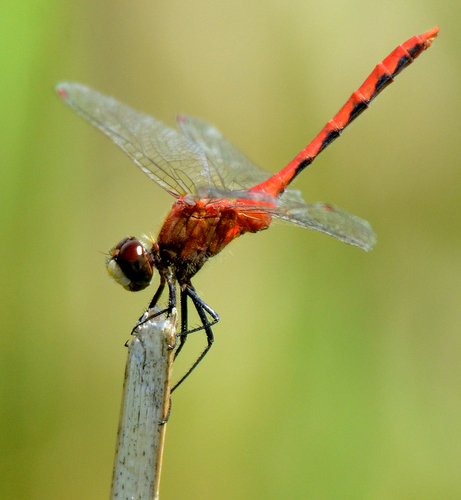 White-faced Meadowhawk