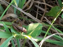 Allonemobius maculatus