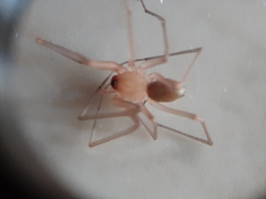 Cithaeron praedonius