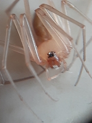 Cithaeron praedonius