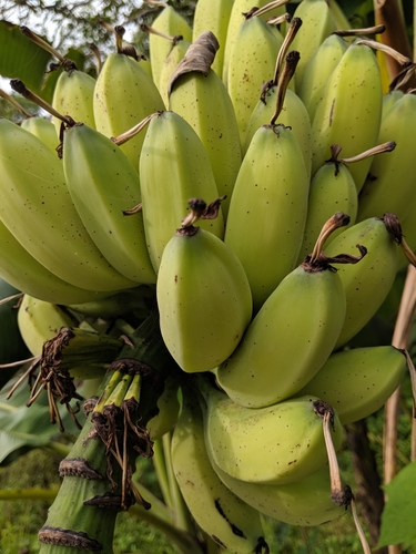 Musa balbisiana