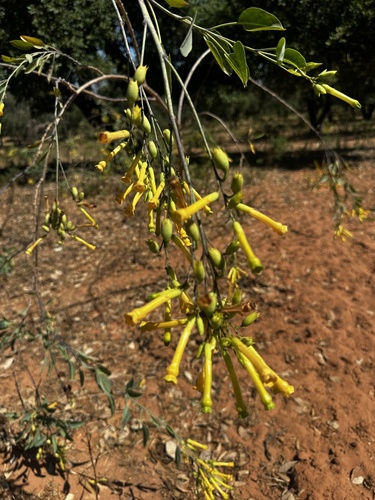 tree tobacco