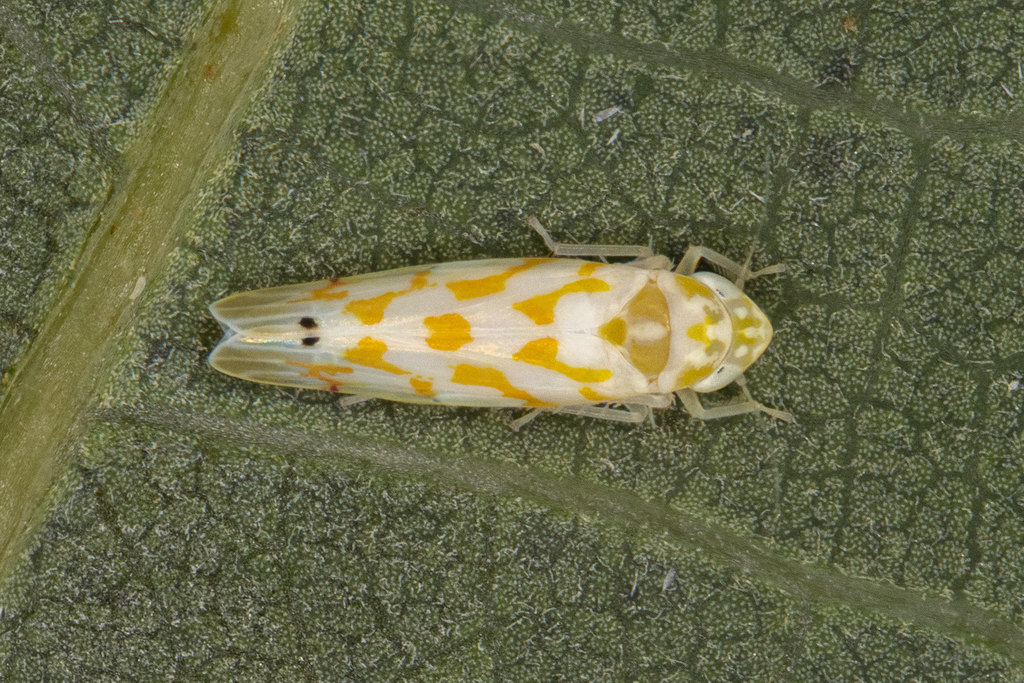 Erythroneurini