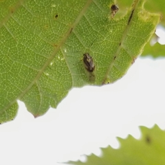 Tropidosteptes