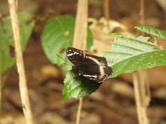 Lexias aeetes